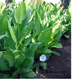 Cuban Havana 142 Tobacco Plant